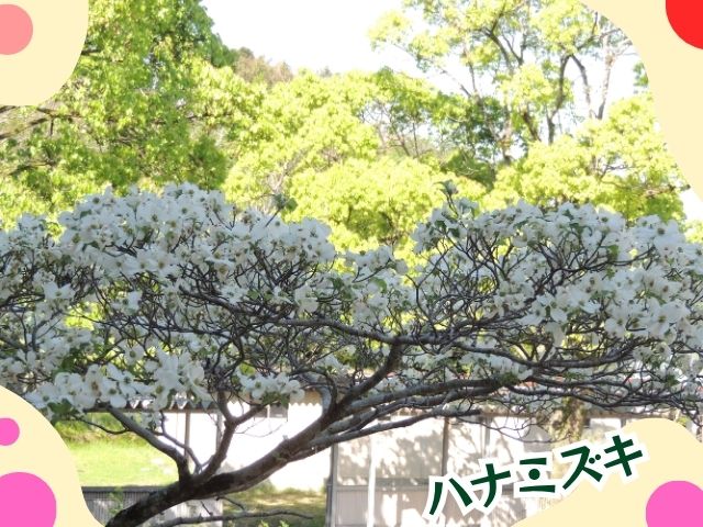 ハナミズキが見頃を迎えています！